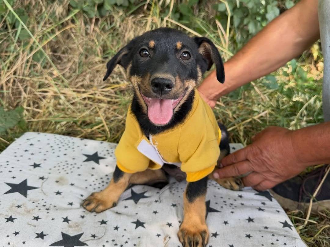 Adozione cane, maschio, Bassotto Razza sconosciuta, 2 mesi, taglia media contenuta, Caserta