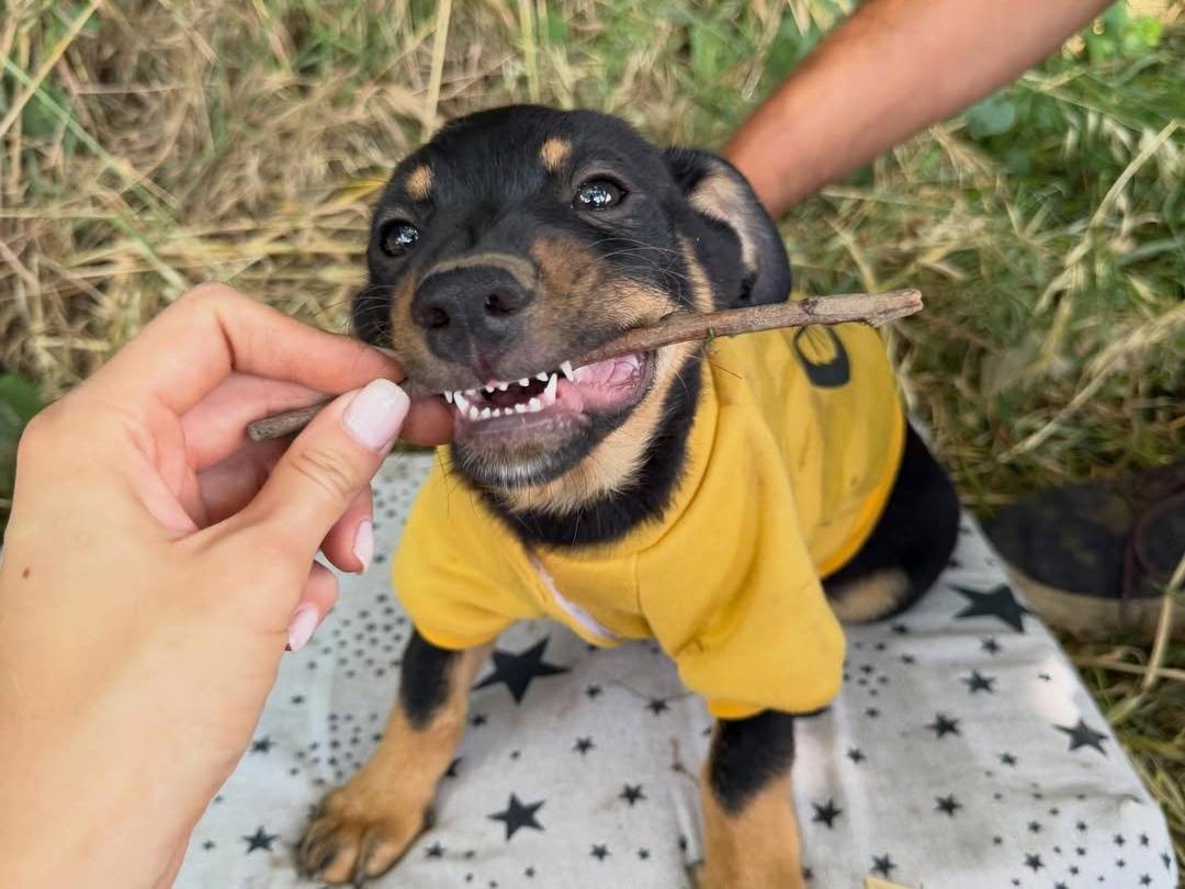 Adotta un cane, taglia media contenuta, maschio, Caserta