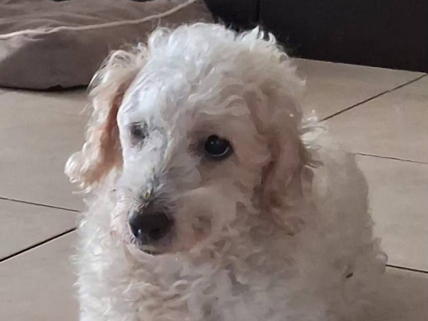 Adotta il cane Spank a Caserta