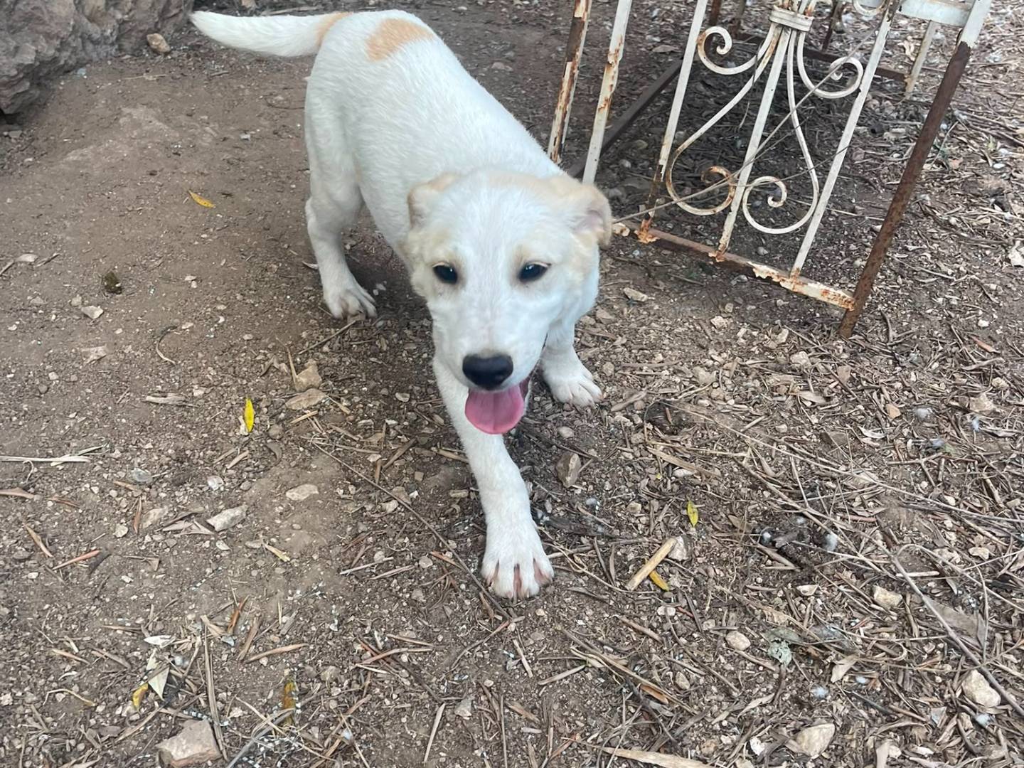 Adotta un cane, taglia media, maschio, Frosinone