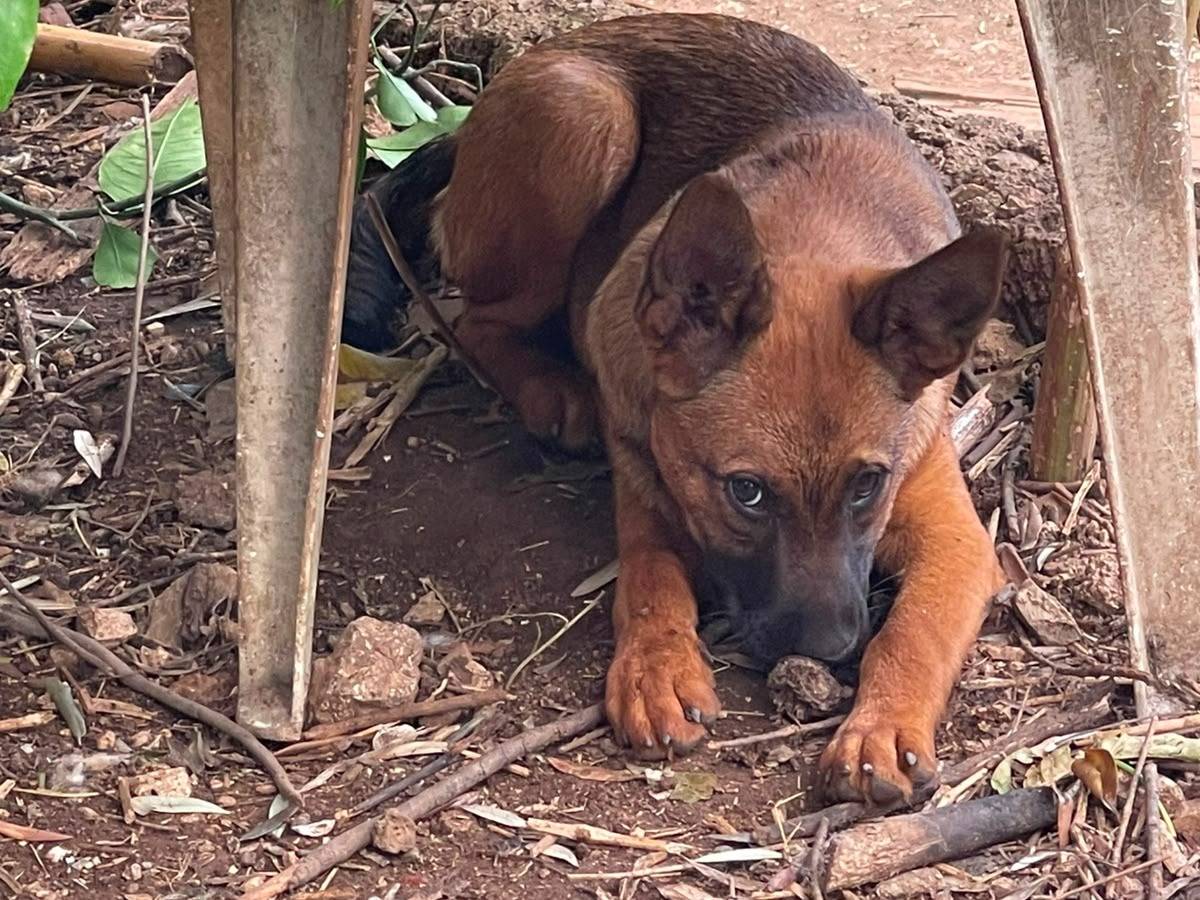 Vuoi adottare un cane a Frosinone?