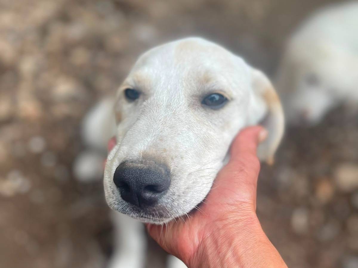 Vuoi adottare un cane a Frosinone?