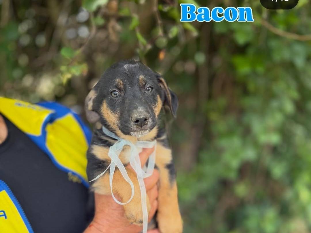 Vuoi adottare un cane a Caserta?