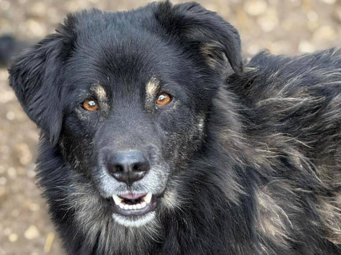 Adotta un cane, taglia media, maschio, Firenze
