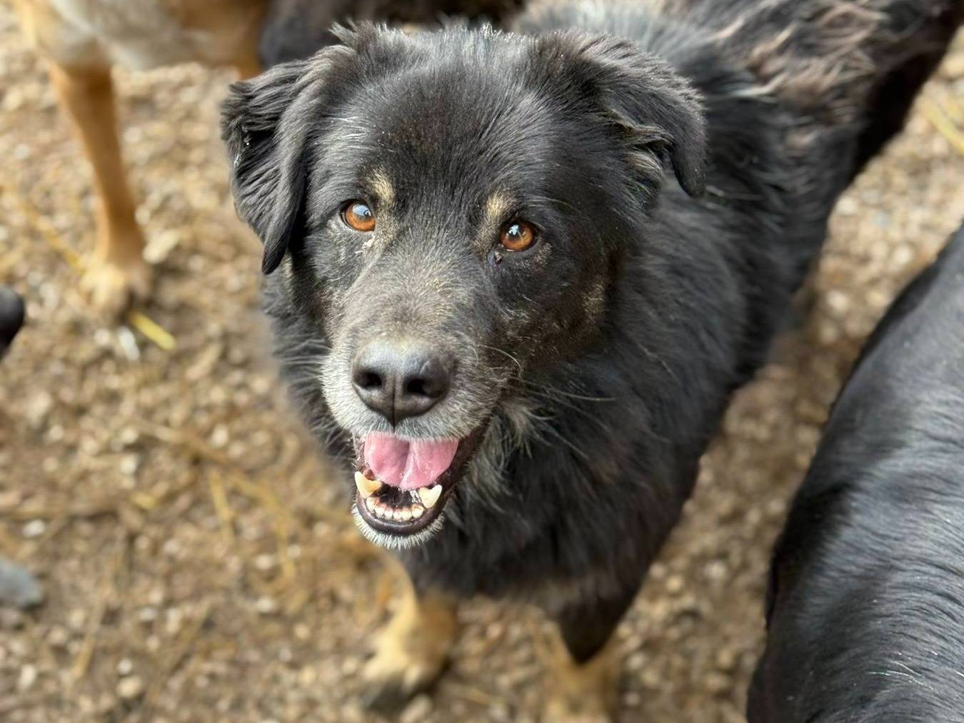 Adotta un cane, maschio, 3 anni, Firenze