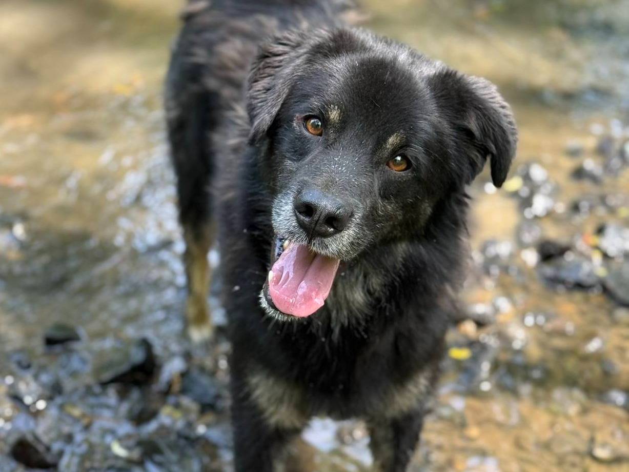 Vuoi adottare un cane a Firenze?