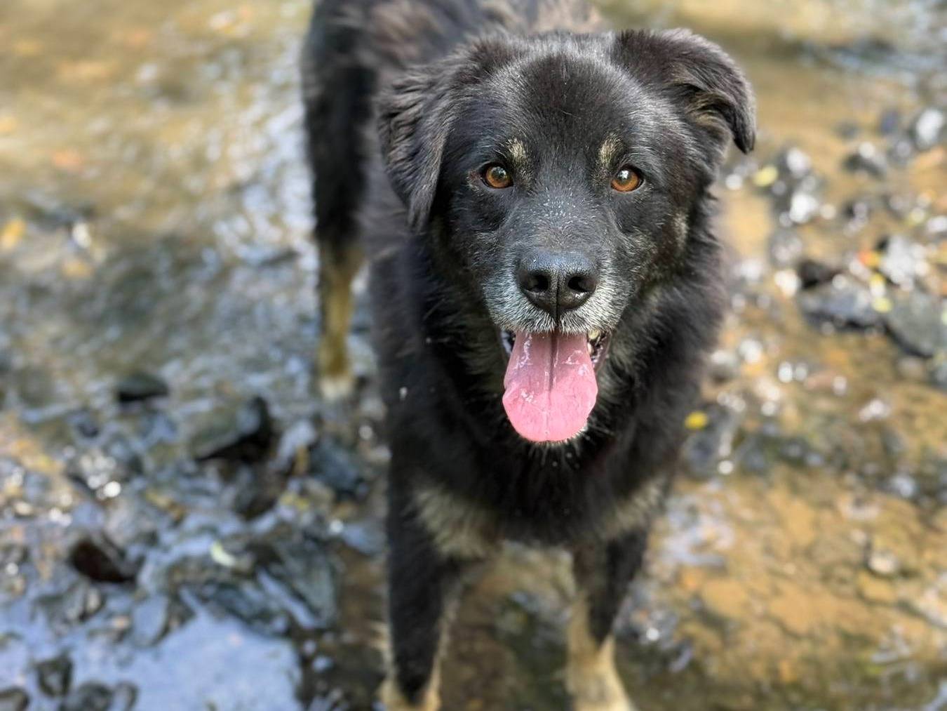 Adotta il cane BANDITO a Firenze