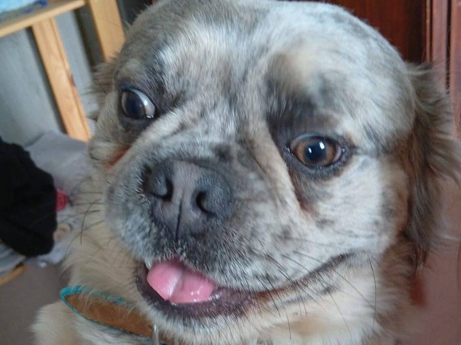 Adozione cane, maschio, Bulldog francese Razza sconosciuta, 1 anno e 5 mesi, taglia piccola, Firenze