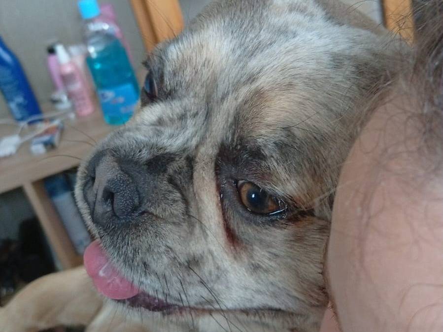 Adotta un cane, maschio, 1 anno e 5 mesi, Firenze