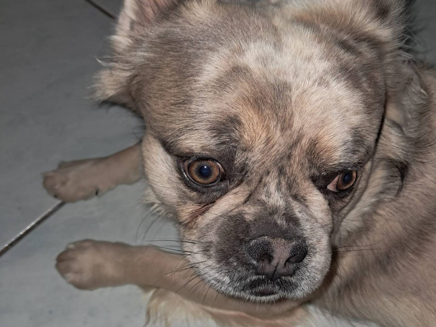 Adotta un cane, taglia piccola, maschio, Firenze