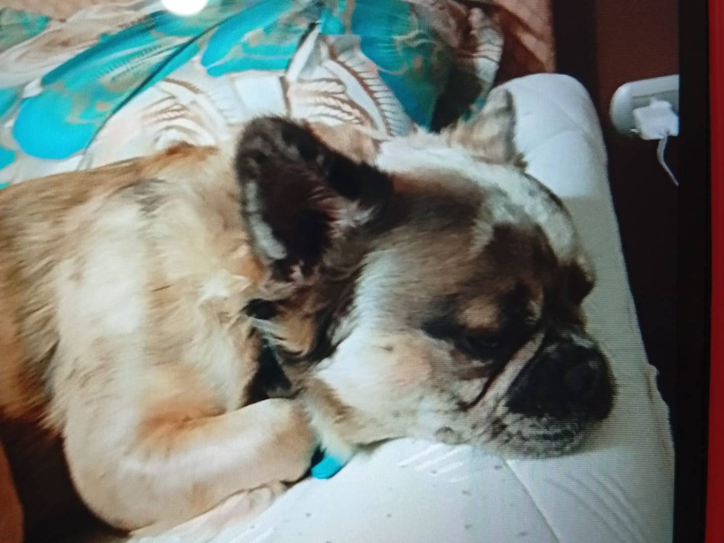 Vuoi adottare un cane a Firenze?