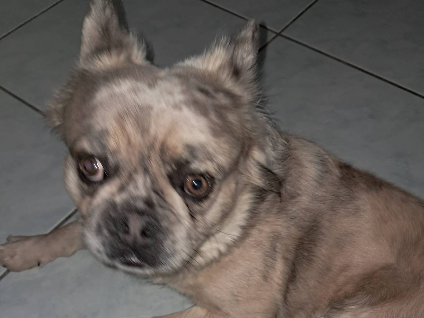 Adotta il cane Zeus a Firenze