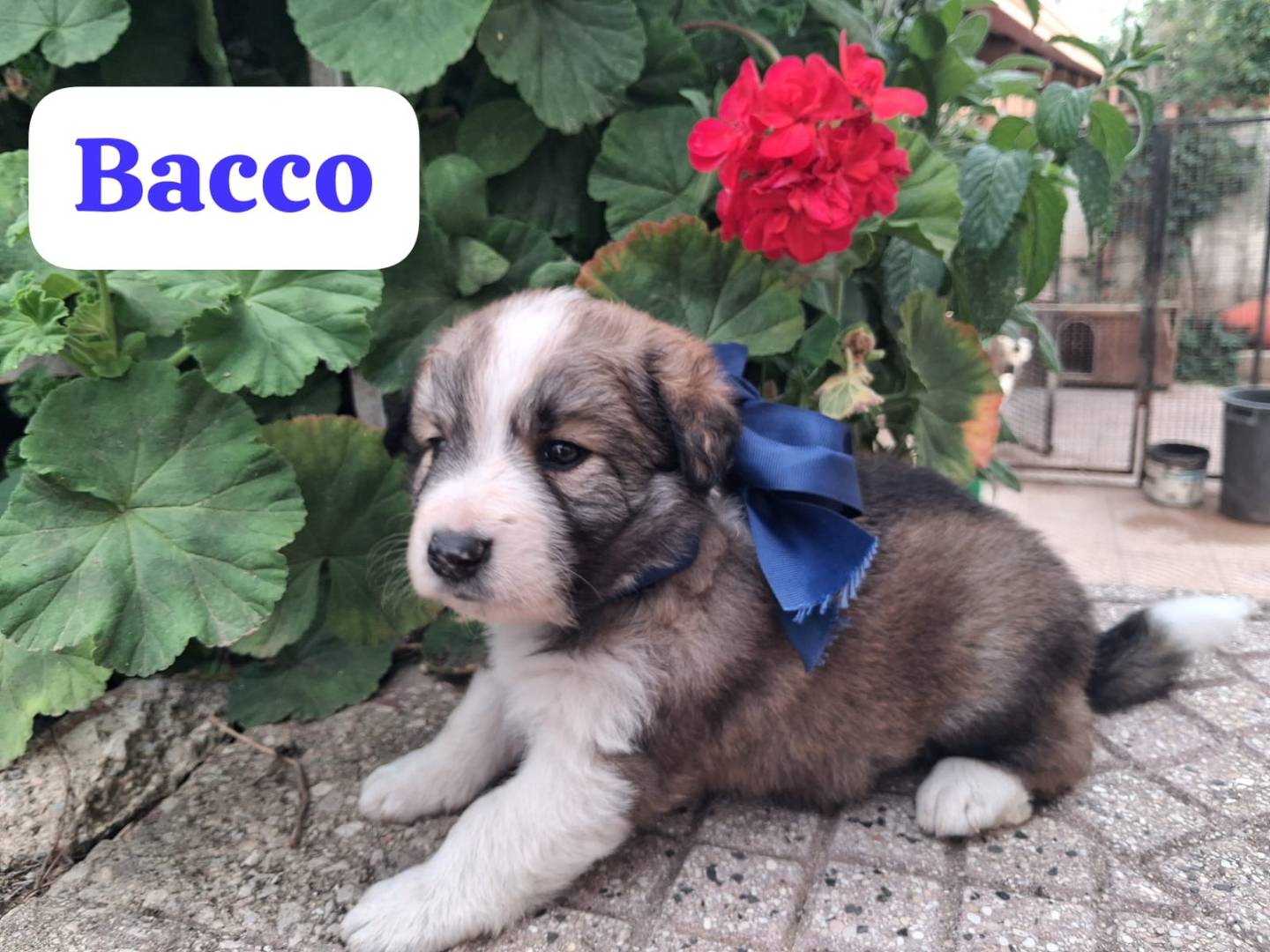 Adozione cane, femmina, Razza sconosciuta Razza sconosciuta, 1 mesi, taglia media, Arezzo