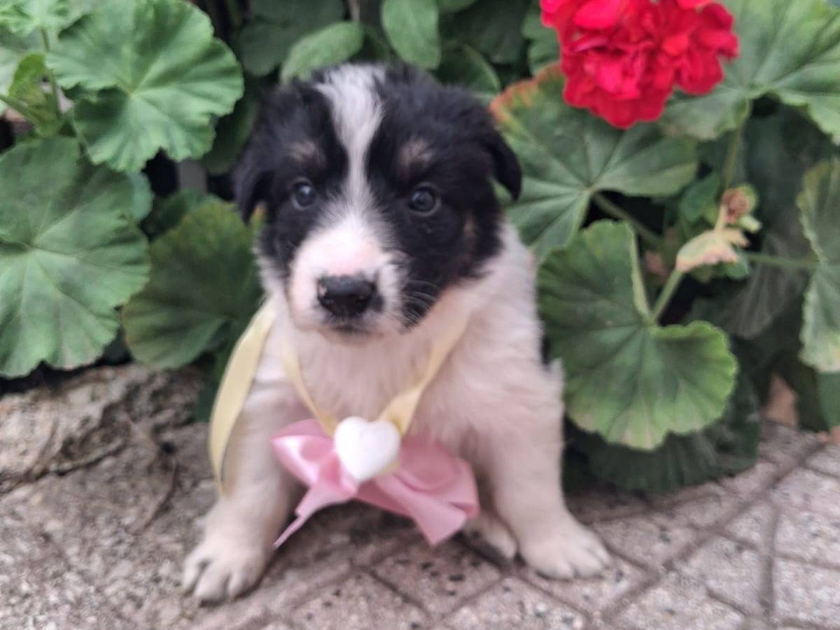 Adotta un cane, femmina, 1 mesi, Arezzo