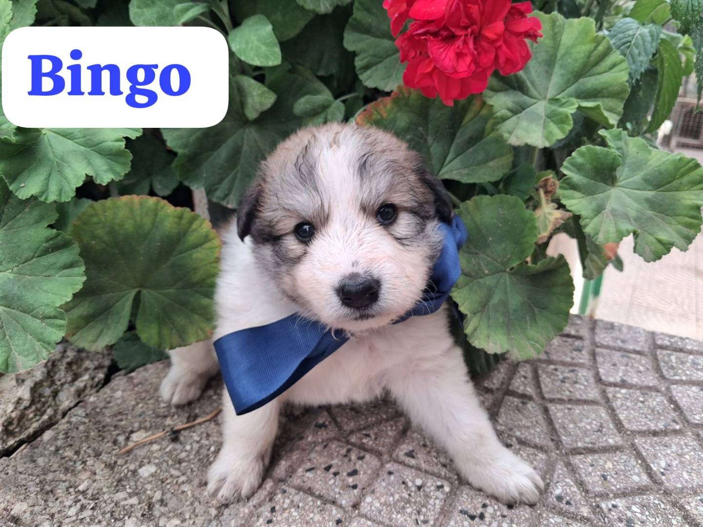 Adotta un cane, taglia media, femmina, Arezzo
