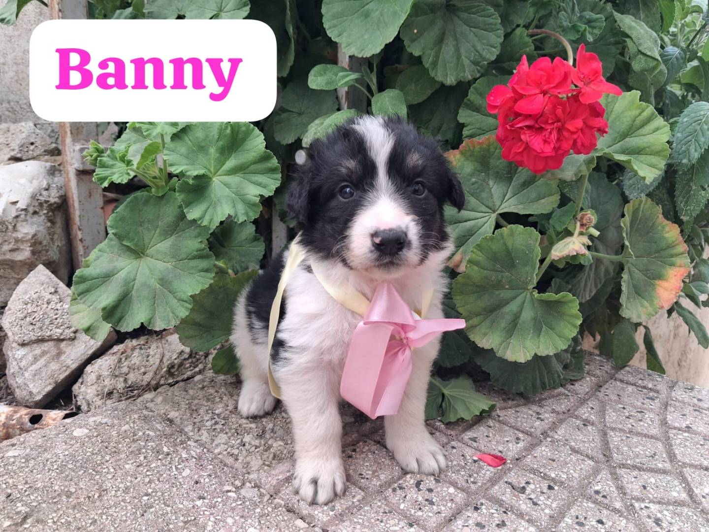 Vuoi adottare un cane a Arezzo?