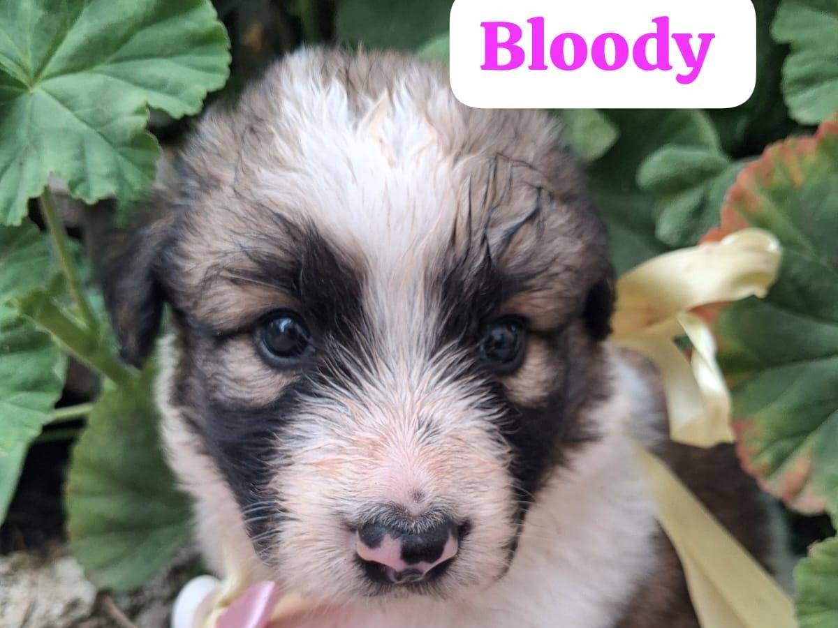 Adotta il cane Bacco e friends a Arezzo
