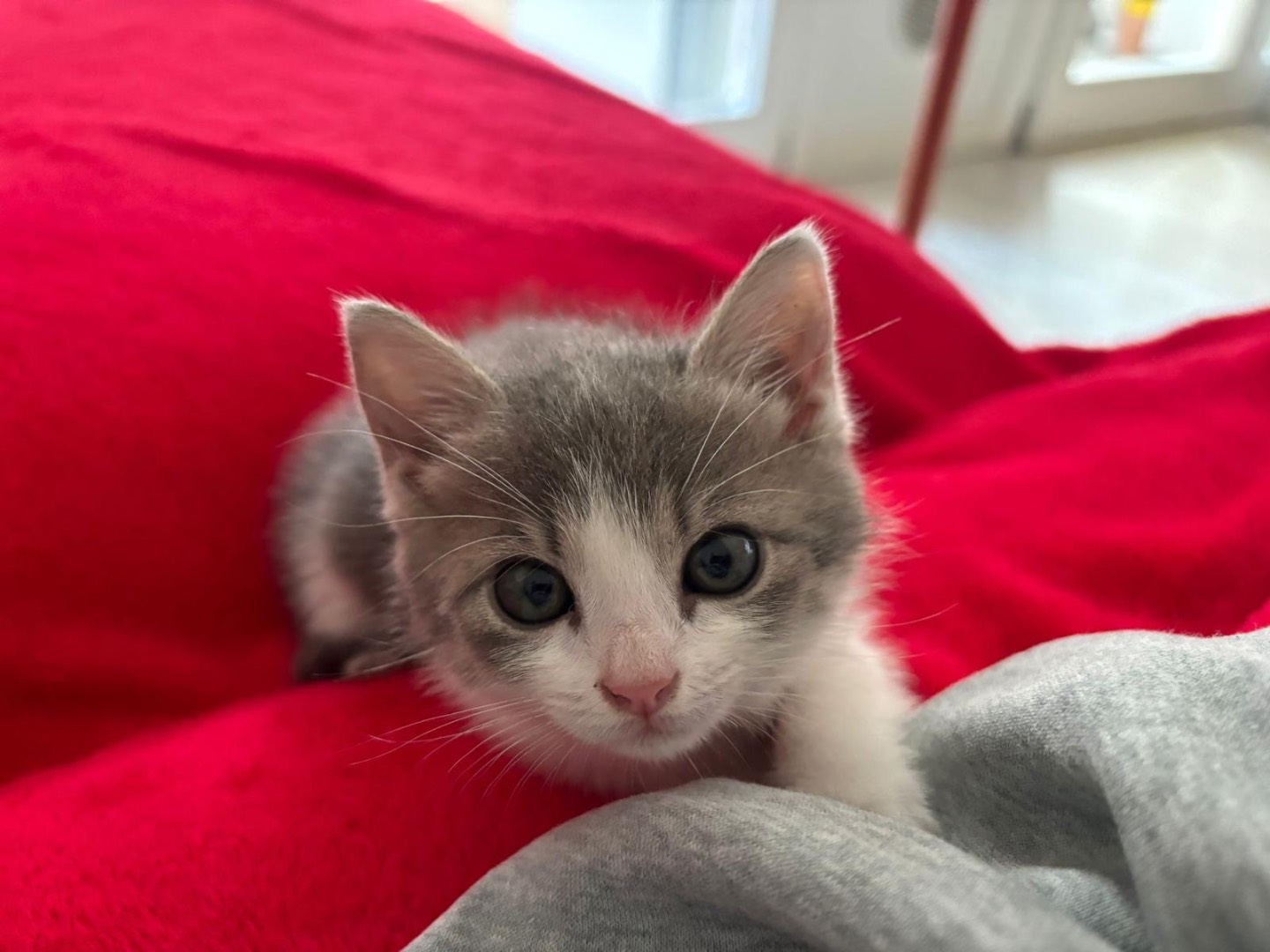 Adozione gatto, femmina, Razza sconosciuta Razza sconosciuta, 2 mesi, taglia non valida, Treviso
