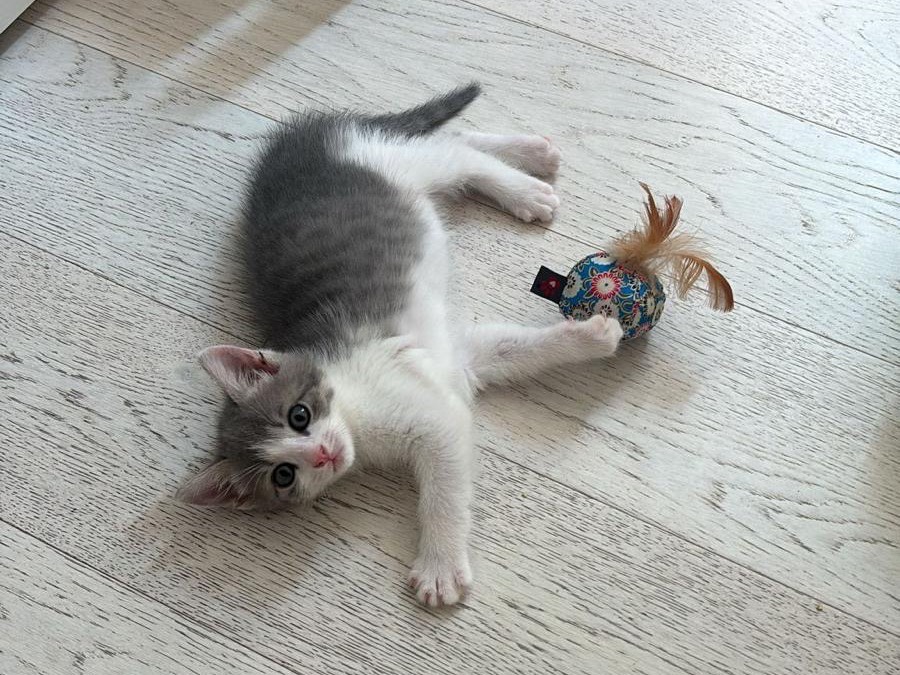 Adotta un gatto, femmina, 2 mesi, Treviso