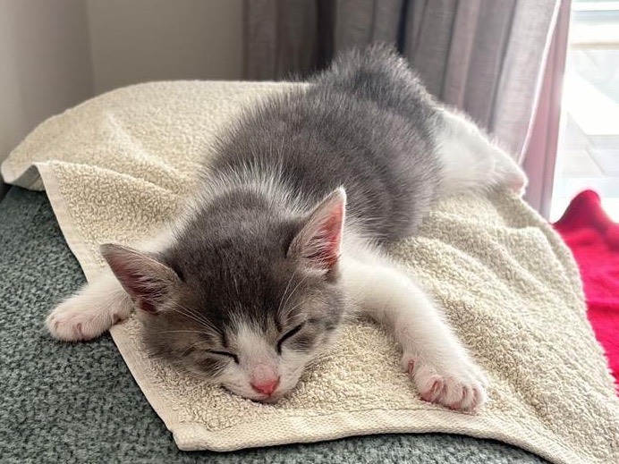 Adotta un gatto, taglia non valida, femmina, Treviso