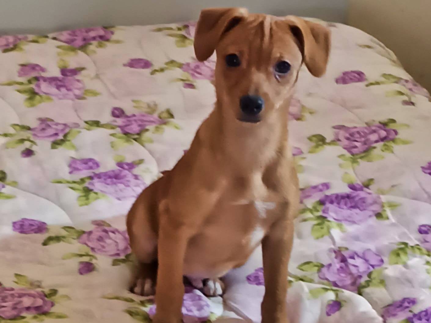 Adozione cane, maschio, Razza sconosciuta Razza sconosciuta, 1 anno e 5 mesi, taglia piccola, Benevento