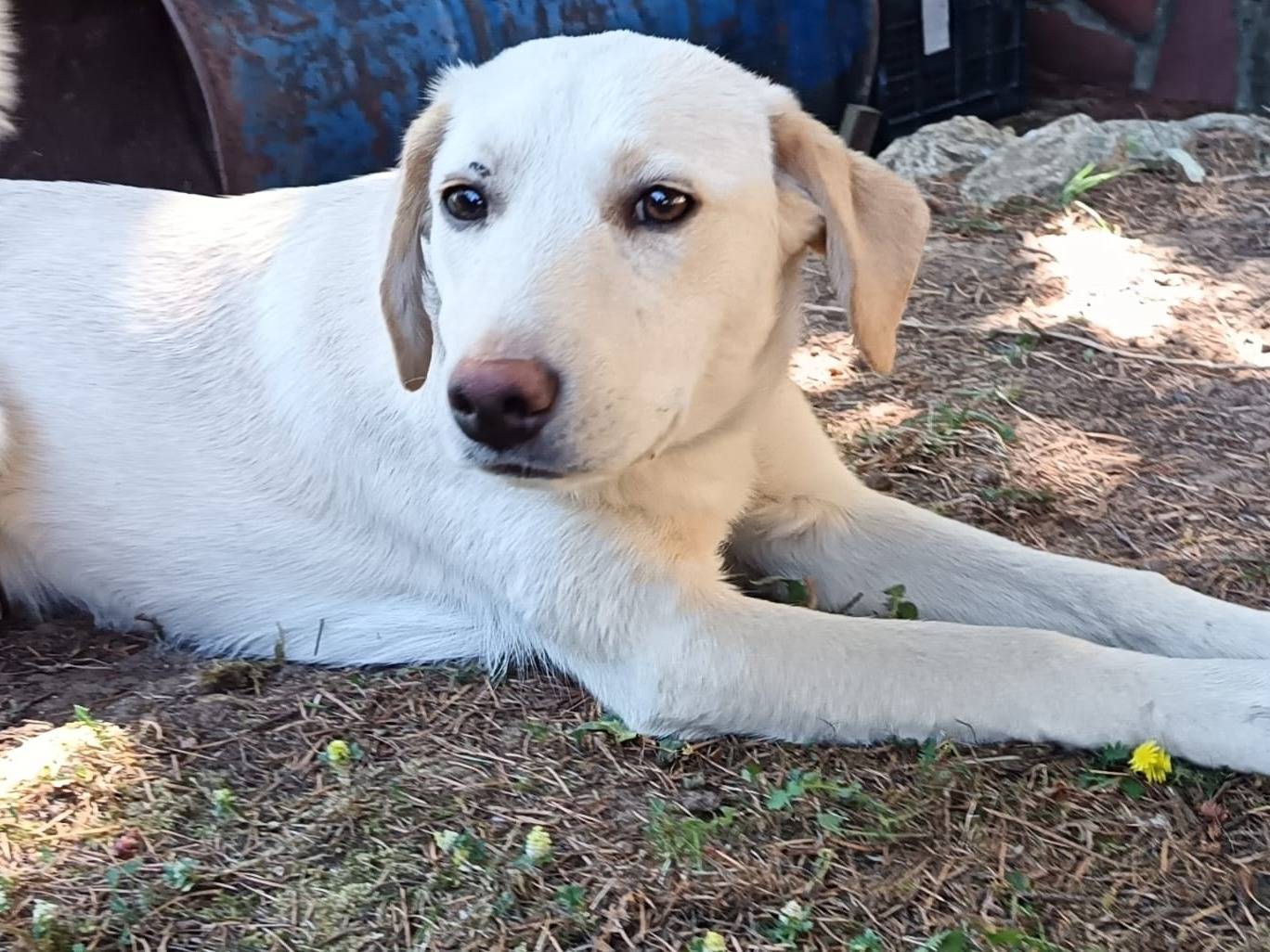 Adozione cane, femmina, Razza sconosciuta Razza sconosciuta, 7 mesi, taglia media, Catanzaro