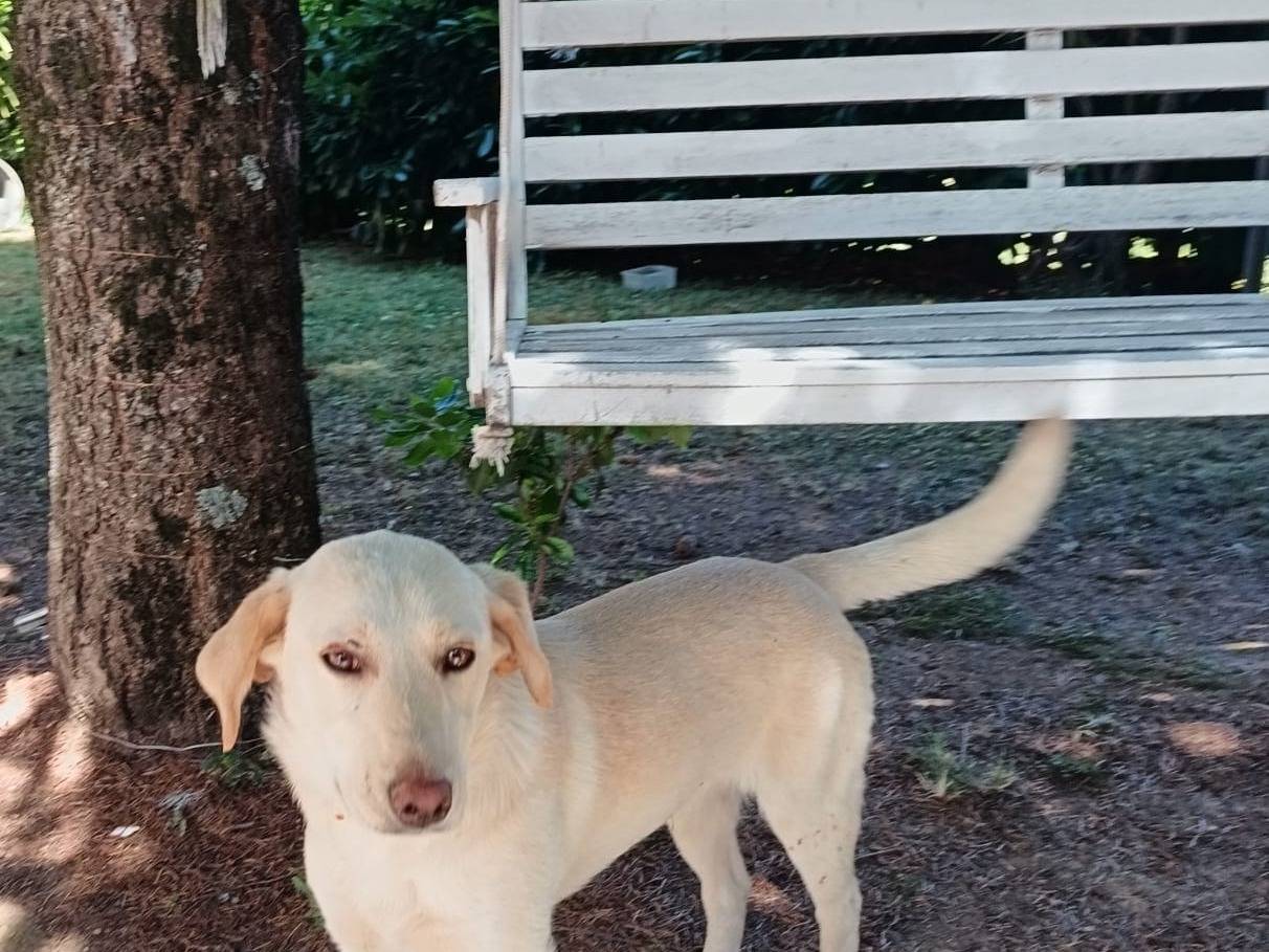 Adotta un cane, femmina, 7 mesi, Catanzaro