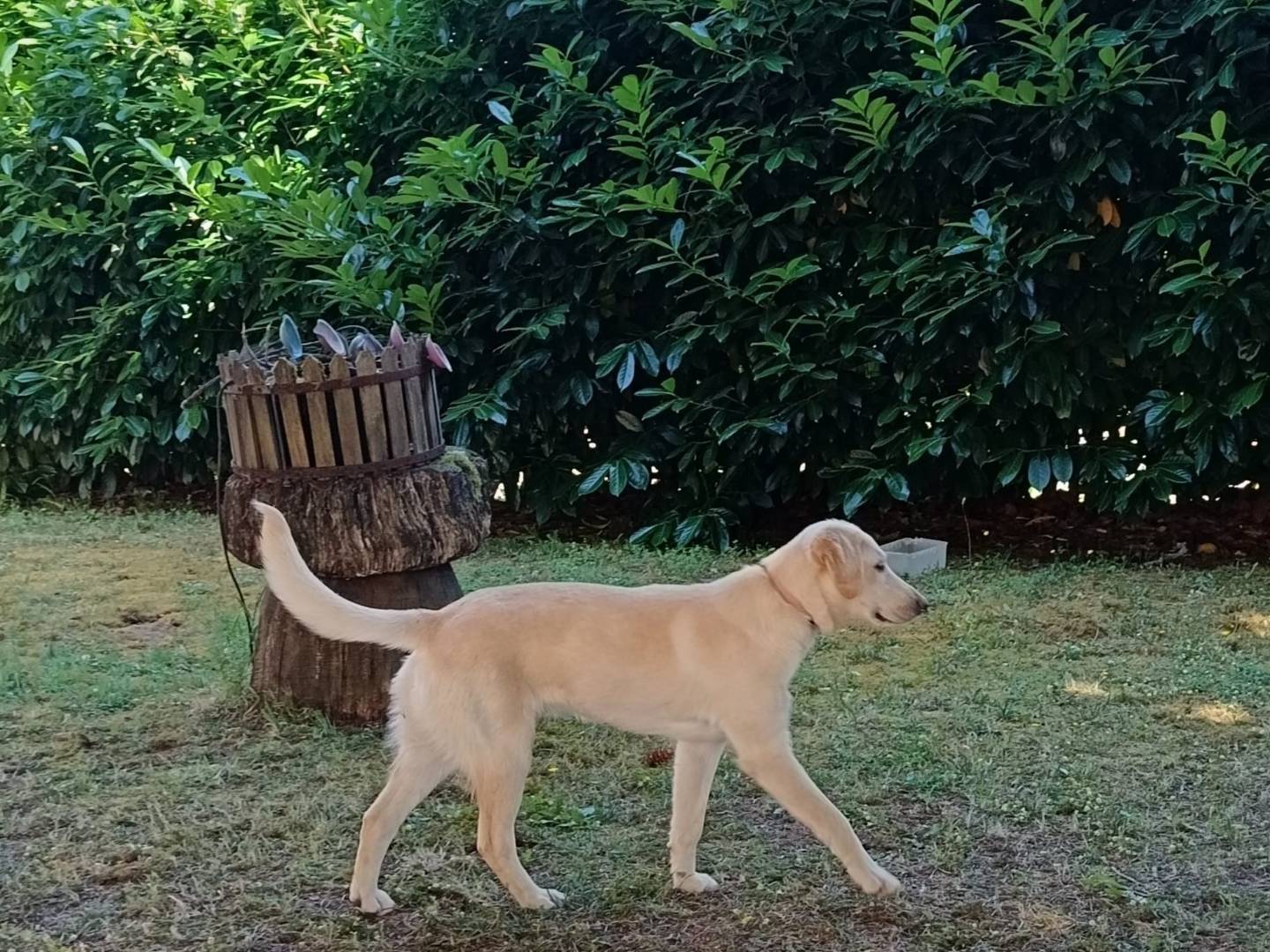 Adotta un cane, taglia media, femmina, Catanzaro