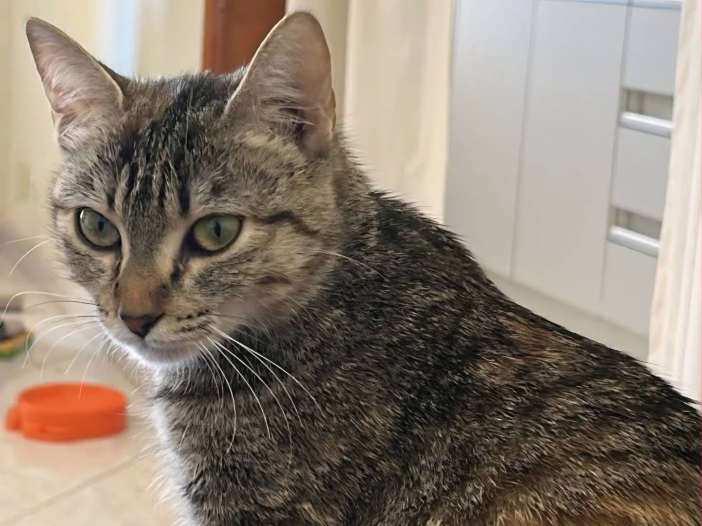 Adozione gatto, femmina, Razza sconosciuta Razza sconosciuta, 2 anni, taglia non valida, Torino