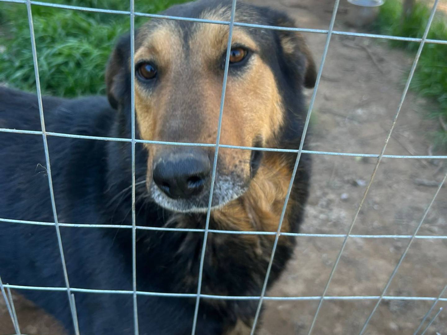 Adozione cane, femmina, Razza sconosciuta Razza sconosciuta, 3 anni e 2 mesi, taglia media, Catanzaro