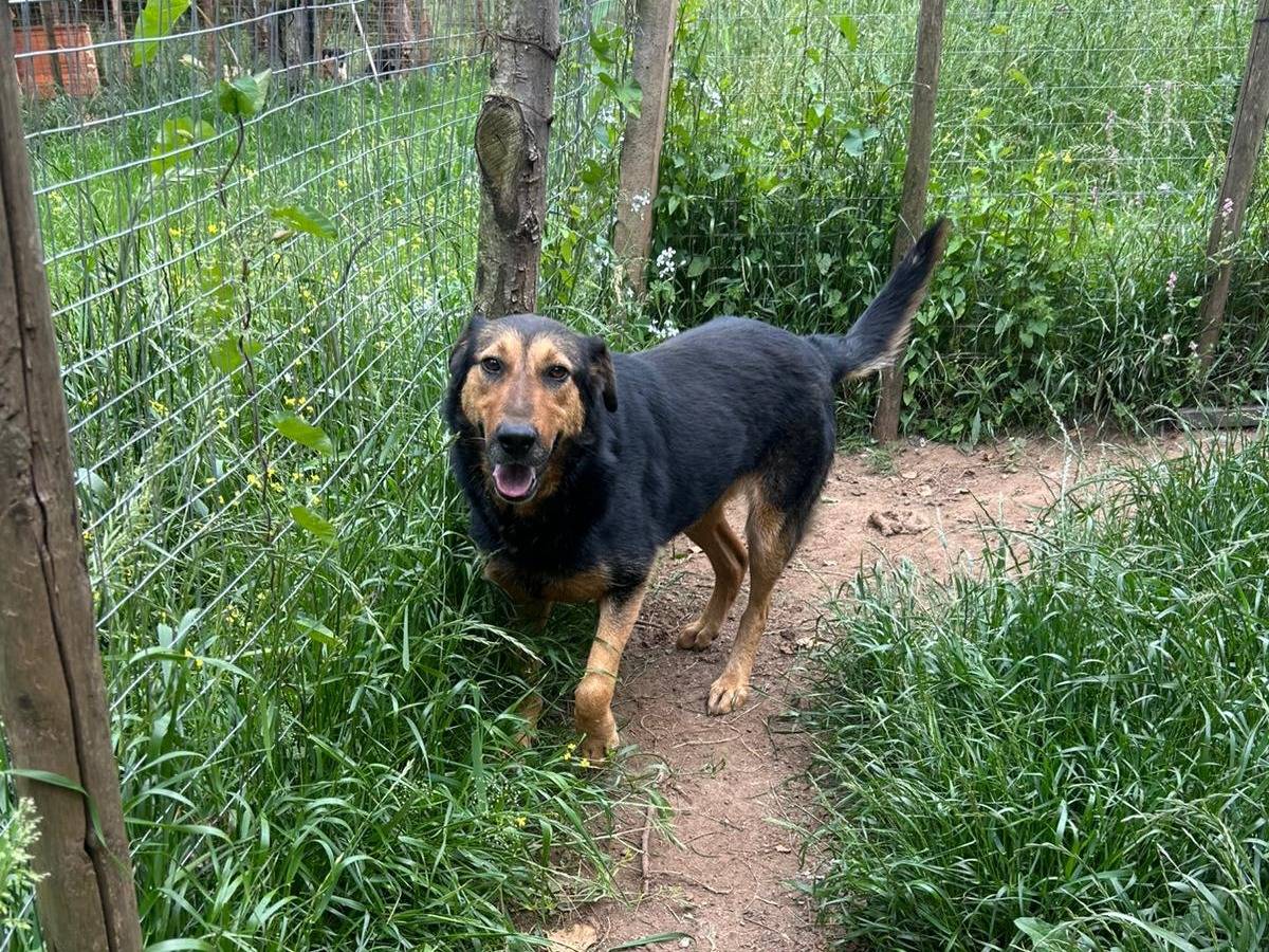 Adotta un cane, femmina, 3 anni e 2 mesi, Catanzaro