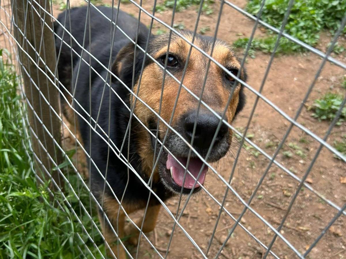 Adotta il cane LARA a Catanzaro