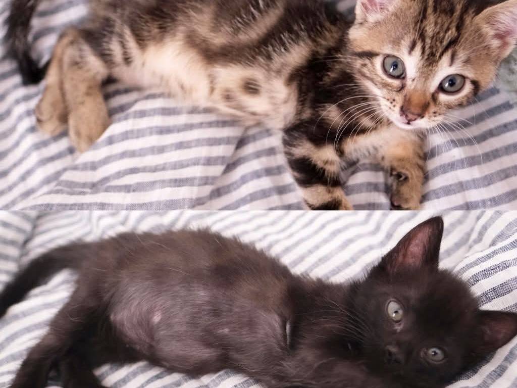 Adozione gatto, femmina, Razza sconosciuta Razza sconosciuta, 3 mesi, taglia non valida, Torino