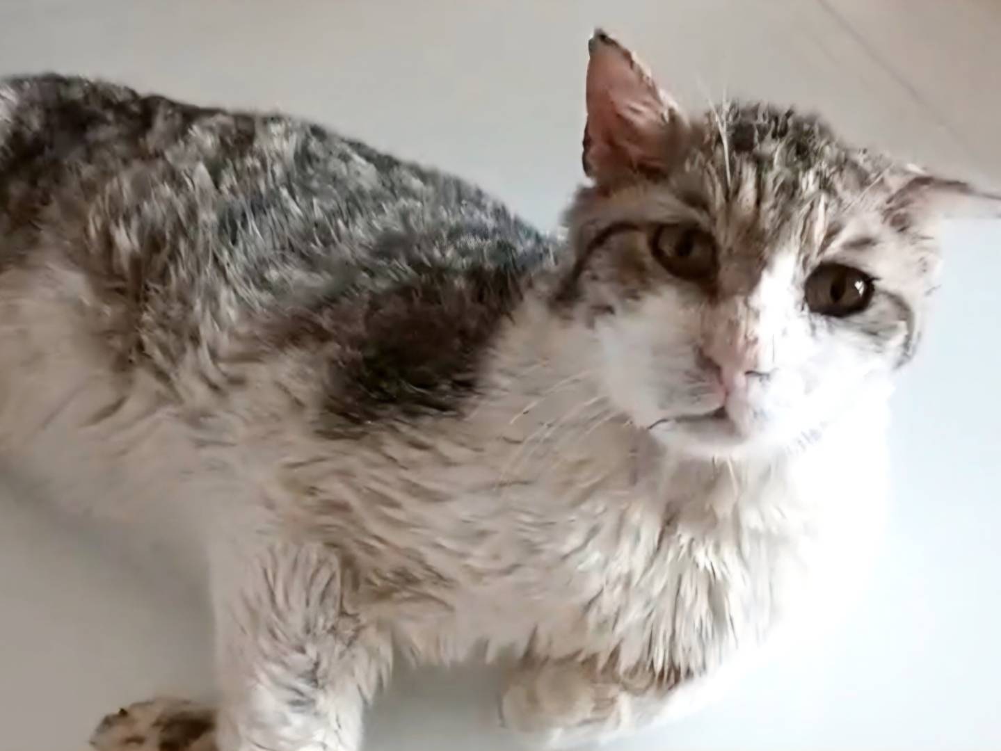 Adozione gatto, maschio, Razza sconosciuta Razza sconosciuta, 13 anni, taglia non valida, Torino