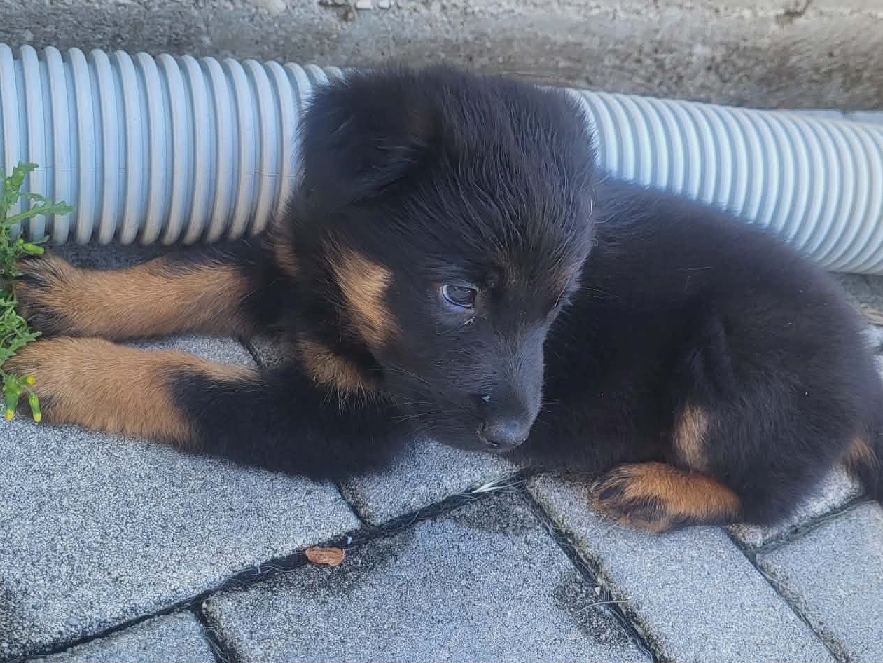 Adotta un cane, taglia grande, maschio, Frosinone