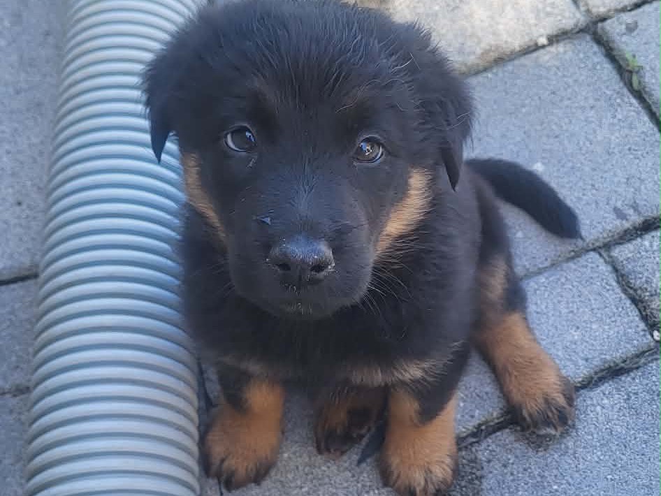 Adozione cane, maschio, Pastore tedesco Razza sconosciuta, 3 mesi, taglia grande, Frosinone