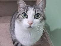 Adozione gatto, femmina, Razza sconosciuta Razza sconosciuta, 2 anni, taglia non valida, Bari