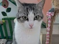 Adotta un gatto, femmina, 2 anni, Bari