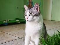 Adotta un gatto, taglia non valida, femmina, Bari