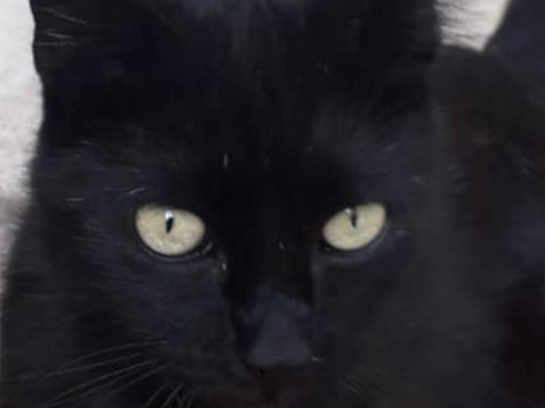 Adozione gatto, femmina, Razza sconosciuta Razza sconosciuta, 1 anno e 5 mesi, taglia non valida, Roma