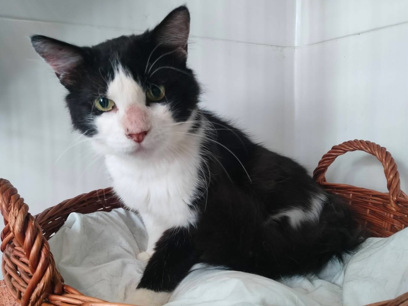 Adozione gatto, maschio, Razza sconosciuta Razza sconosciuta, 3 anni e 1 mese, taglia non valida, Savona