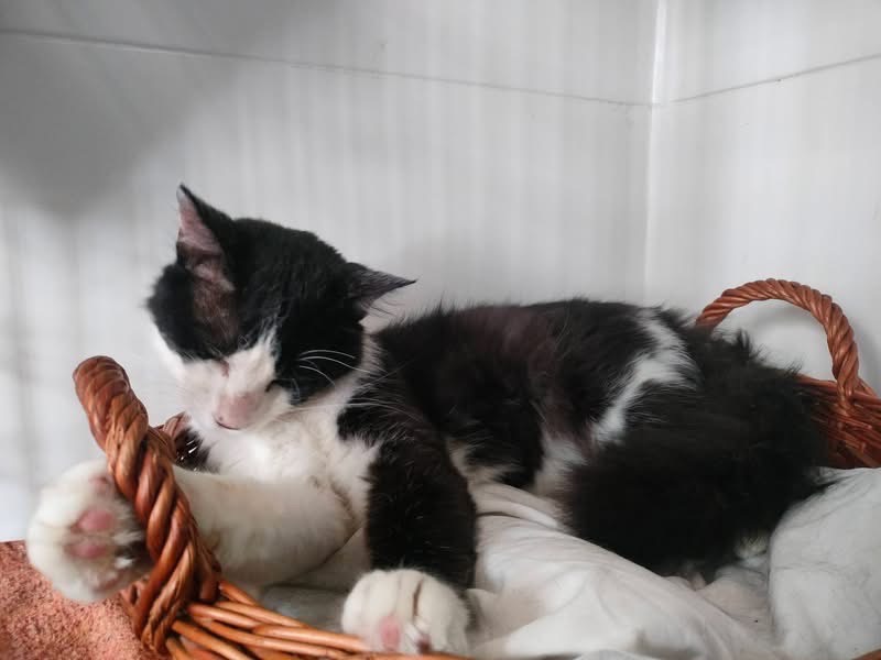 Adotta un gatto, maschio, 3 anni e 1 mese, Savona