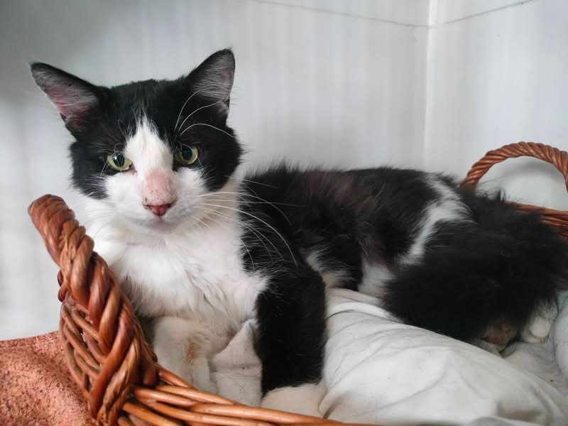 Adotta un gatto, taglia non valida, maschio, Savona