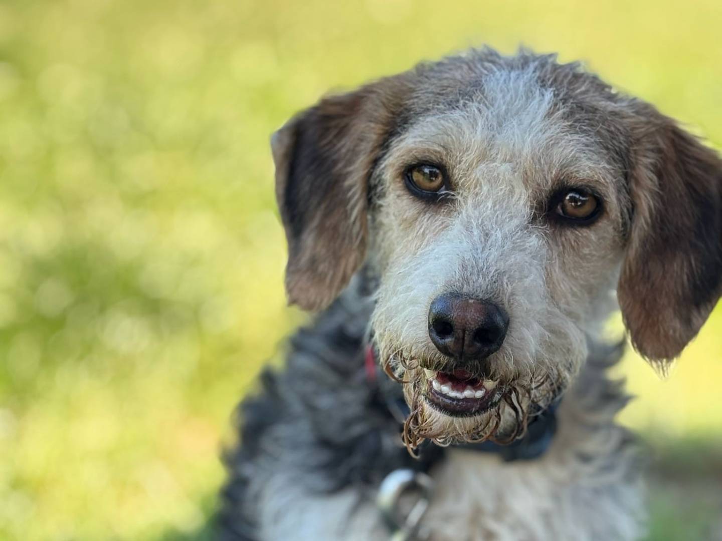 Adozione cane, maschio, Segugio Razza sconosciuta, 2 anni e 5 mesi, taglia media contenuta, Pisa