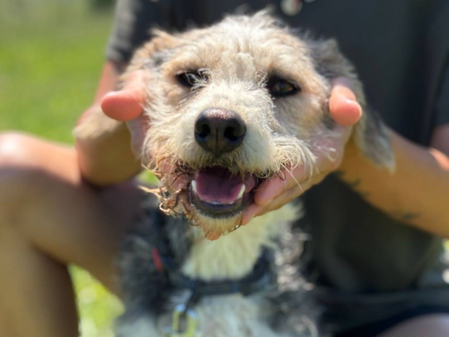 Adotta un cane, maschio, 2 anni e 5 mesi, Pisa
