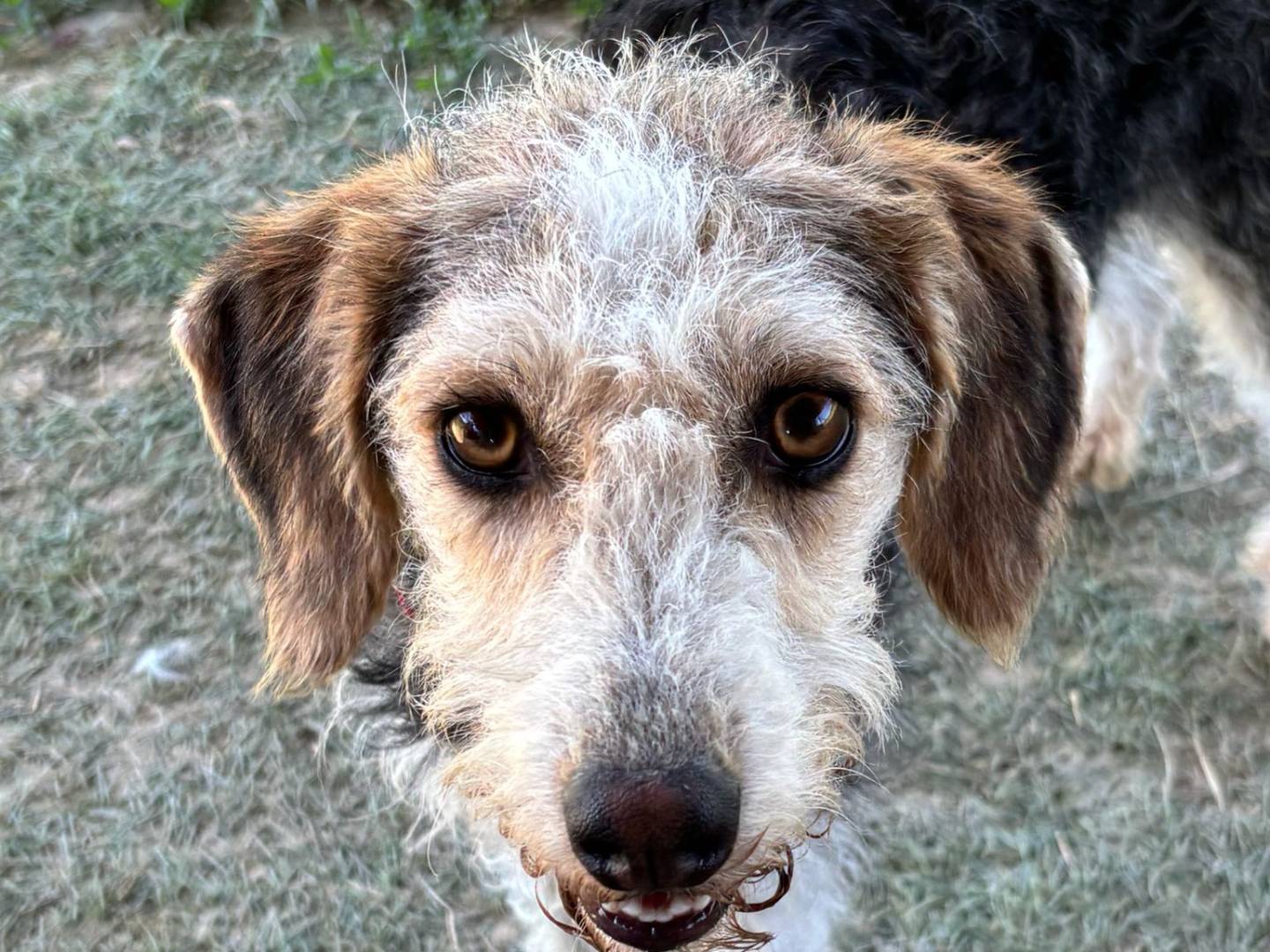 Adotta un cane, taglia media contenuta, maschio, Pisa
