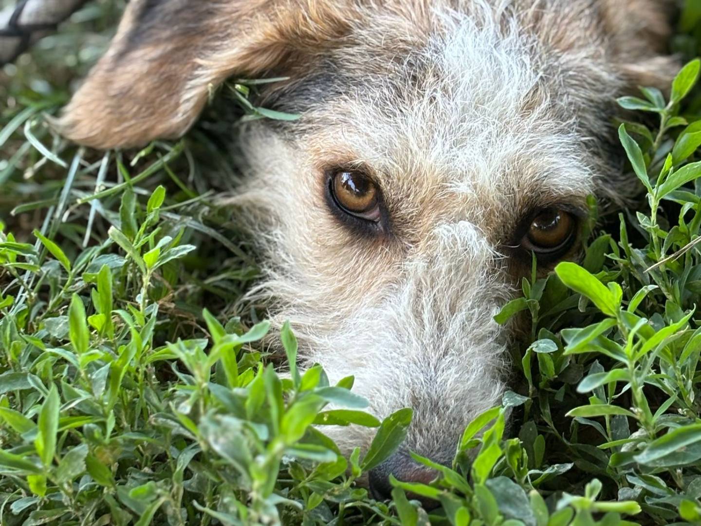 Vuoi adottare un cane a Pisa?