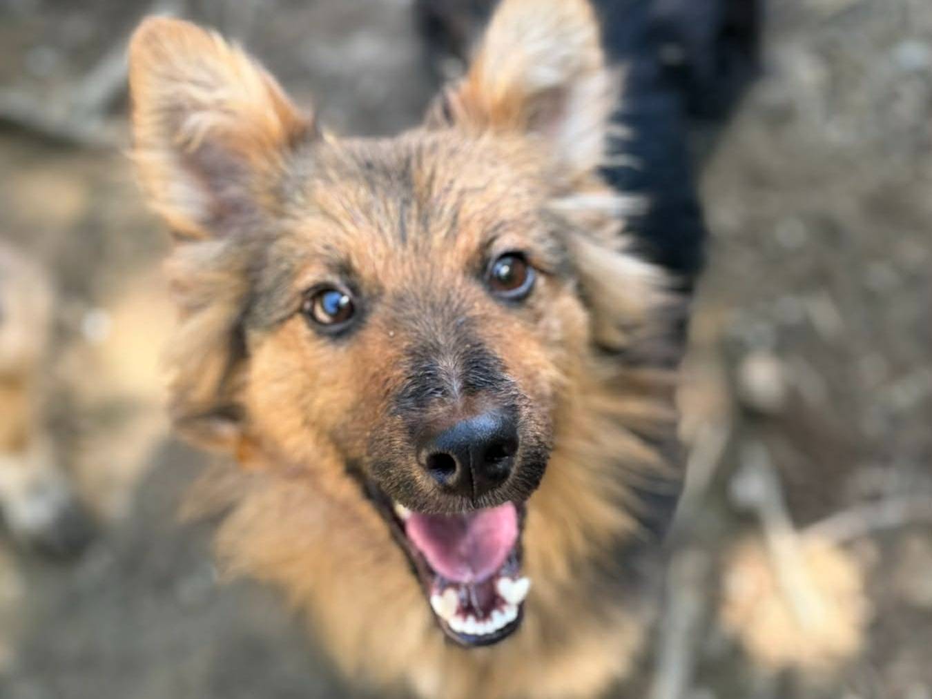 Adotta un cane, maschio, 1 anno, Firenze