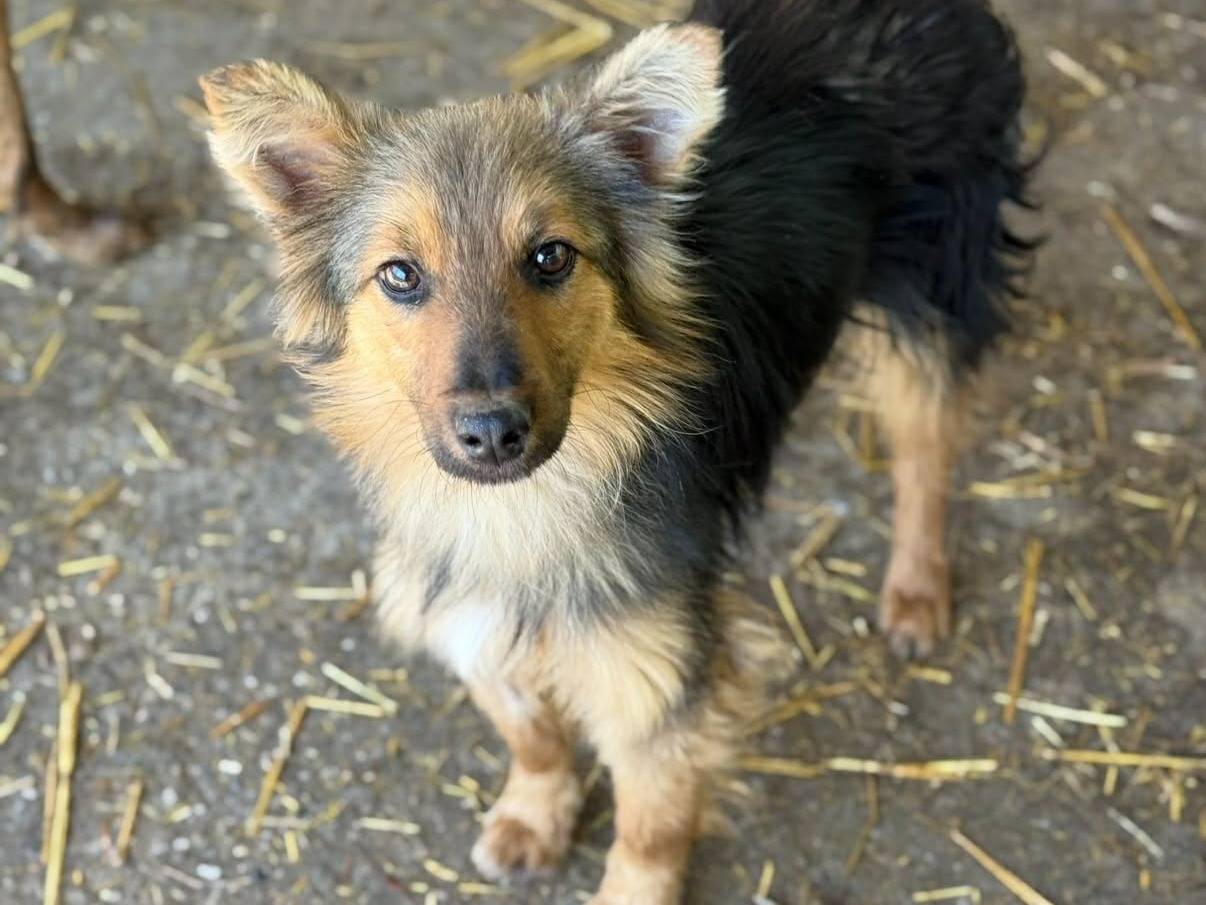 Adotta un cane, taglia piccola, maschio, Firenze