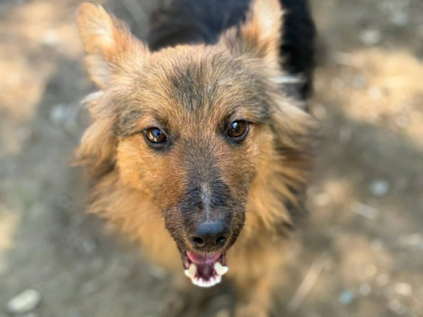 Vuoi adottare un cane a Firenze?